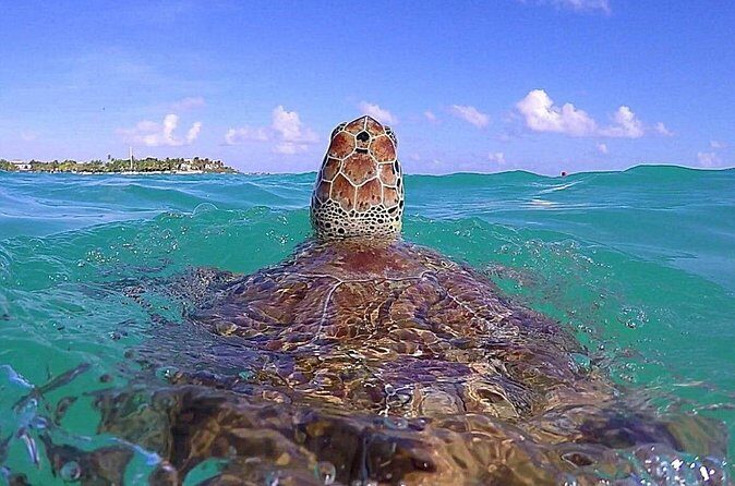 Tulum Ruinas and Tortugas Express - What the reviews tell us