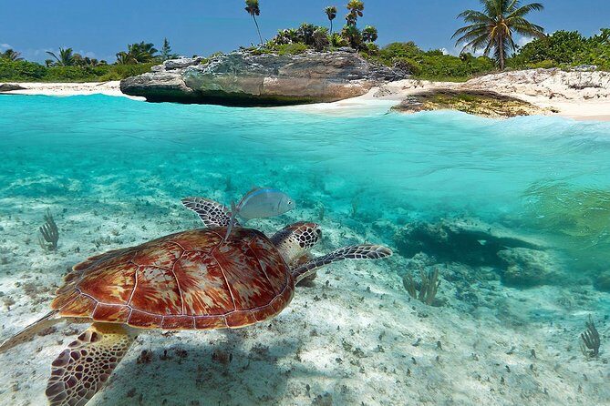 Tulum Ruins - Akumal & Cenote - Who Is This Tour Best For?