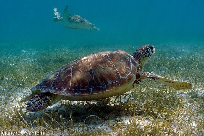 Tulum Ruins, Akumal Turtles Swim & Visit to Cenote from Cancún & Riviera Maya - A Deep Dive into the Day’s Highlights