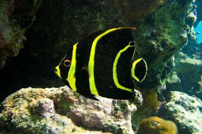 Tulum Ruins and Turtle Search at Akumal Plus Underground Cenote - Discovering the Tulum Ruins, Sea Turtles, and Cenotes: A Balanced Review