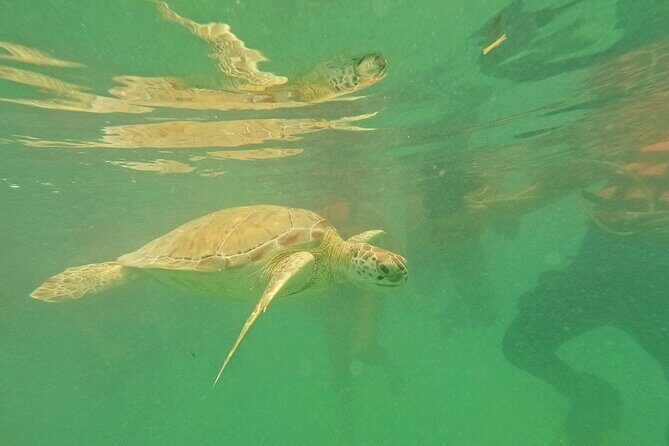 Tulum Ruins and Turtle Search at Akumal Plus Underground Cenote - The Mystical Underground Cenote