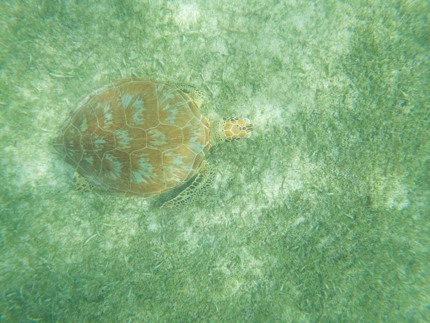 Tulum: Ruins, Cenote and Turtle Snorkel Day Trip With Lunch - Cenote Swimming Experience
