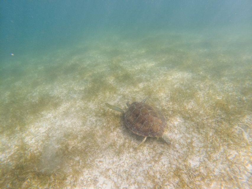 Tulum: Ruins, Cenote and Turtle Snorkel Day Trip With Lunch - Transportation and Hotel Pickup
