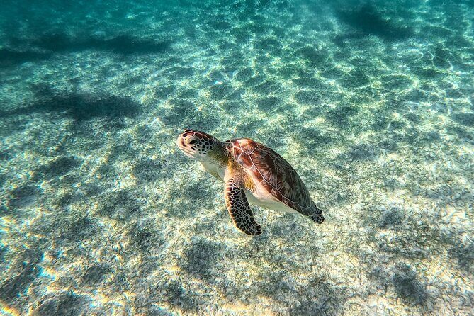 Tulum Ruins, Sea Turtles & Cenote Snorkeling Adventure Tour - Who Will Love This Tour?