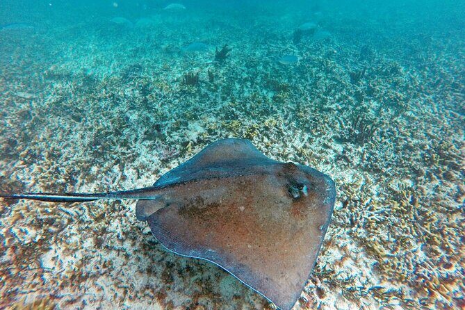 Tulum Ruins, Snorkeling with Turtles and Underground Caves - FAQ