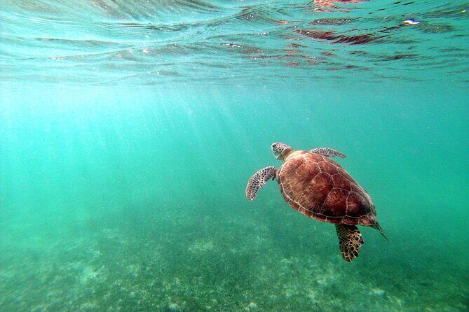 Tulum Ruins, Turtle Sighting and Underground Caves - FAQs: Practical Questions About the Tour