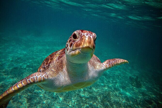 Tulum Ruins, Turtle Sightseeing & Cenote from Playa del Carmen - Final Thoughts: Who Is This Tour Best For?