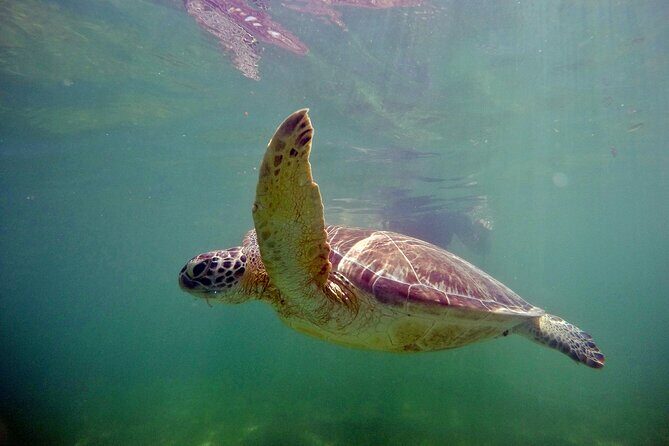 Tulum Ruins, Turtle Sightseeing & Cenote from Playa del Carmen - FAQs