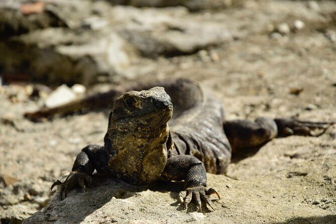 Tulum Ruins, Turtles in Akumal and Cenote tour - FAQ