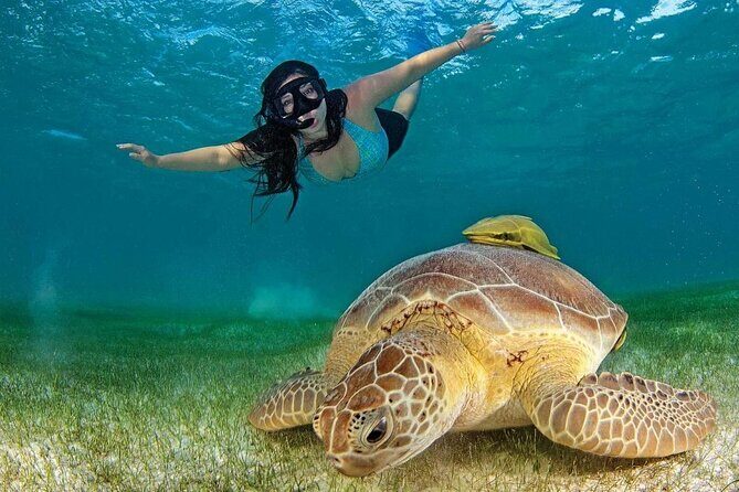 Tulum Ruins & Turtles Swim! Round Transportation From Cancun & Riviera Maya - Authentic Feedback