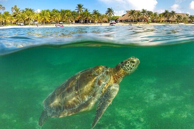 Tulum Ruins & Turtles Swim! Round Transportation From Cancun & Riviera Maya - What Makes This Tour Stand Out?