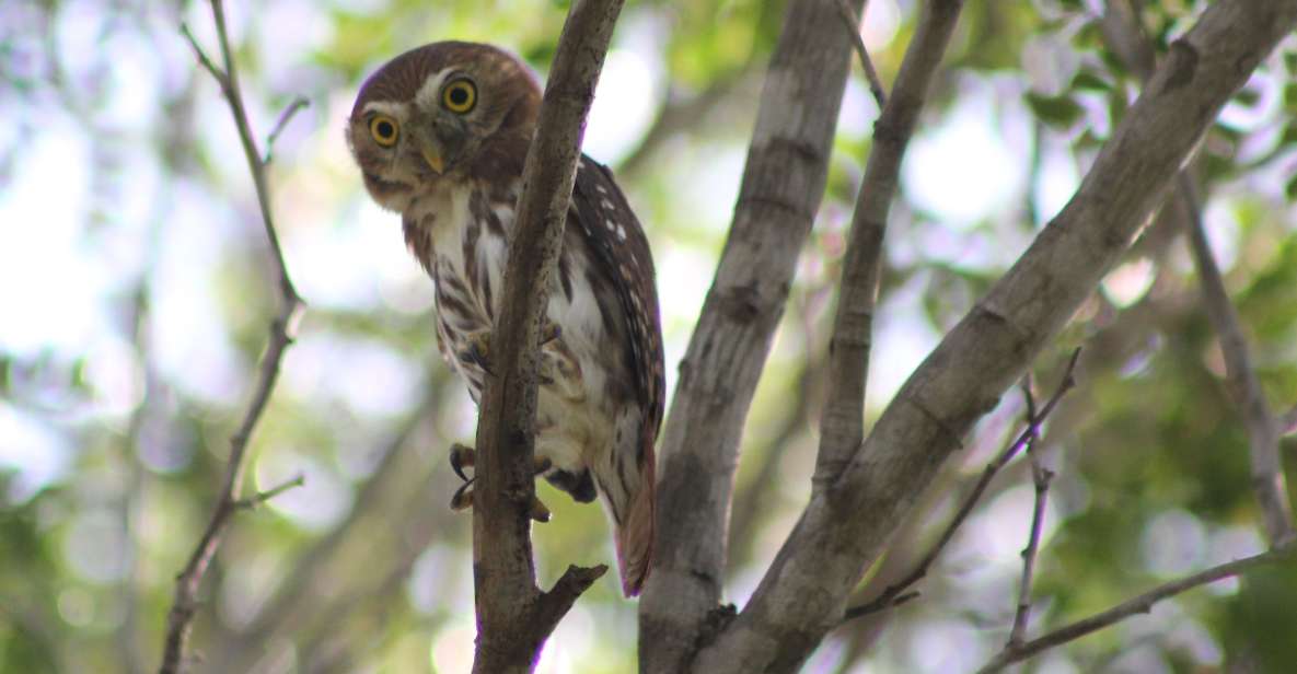 Tulum: Sian Kaan Biosphere Reserve Guided Birdwatching Hike - Key Points