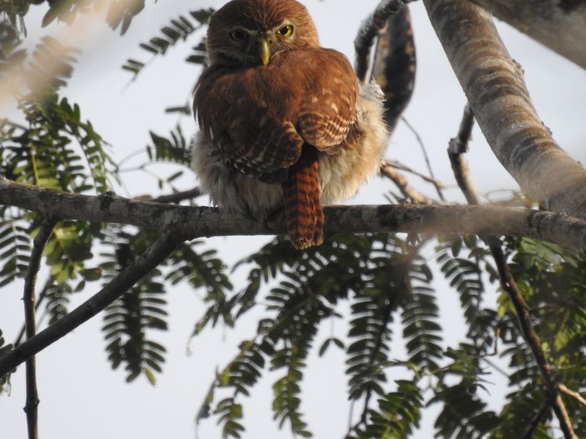 Tulum: Sian Kaan Biosphere Reserve Guided Birdwatching Hike - Highlights of the Guided Hike