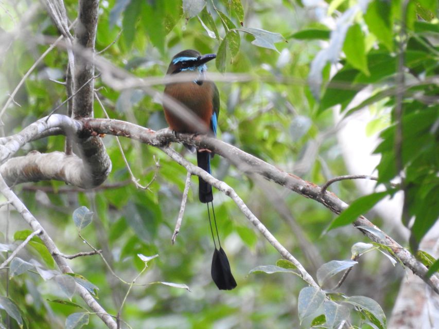 Tulum: Sian Kaan Biosphere Reserve Guided Birdwatching Hike - Expertise of the Local Guide