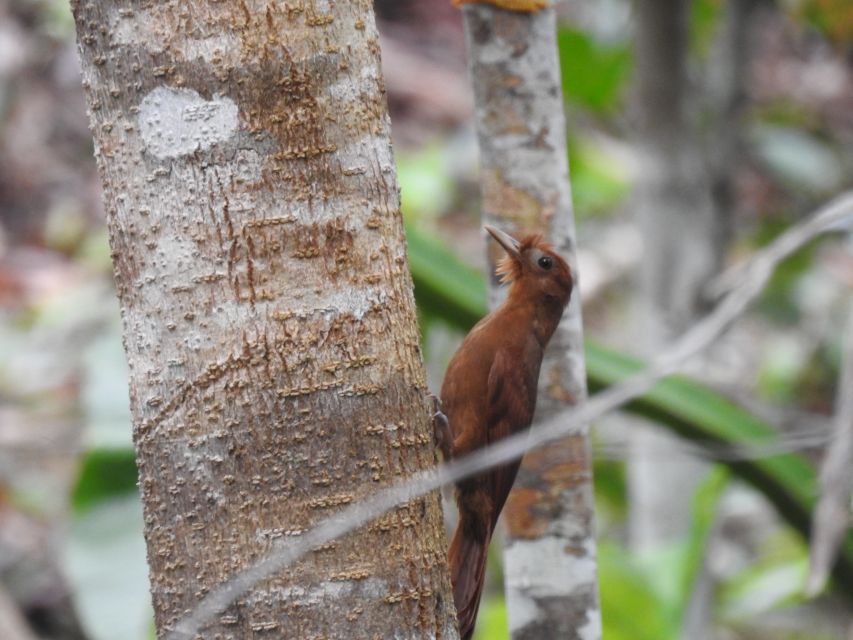 Tulum: Sian Kaan Biosphere Reserve Guided Birdwatching Hike - Inclusion and Meeting Point