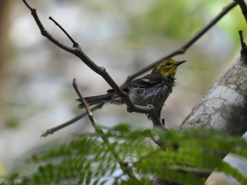 Tulum: Sian Kaan Biosphere Reserve Guided Birdwatching Hike - Customer Reviews and Ratings