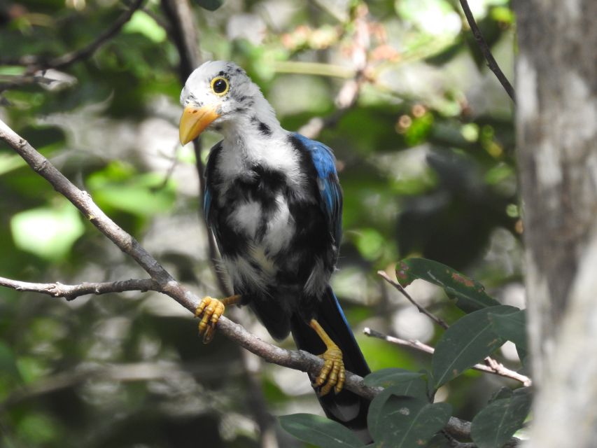 Tulum: Sian Kaan Biosphere Reserve Guided Birdwatching Hike - Positive Feedback From Participants