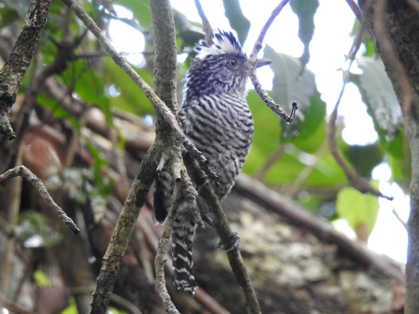 Tulum: Sian Kaan Biosphere Reserve Guided Birdwatching Hike - Frequently Asked Questions