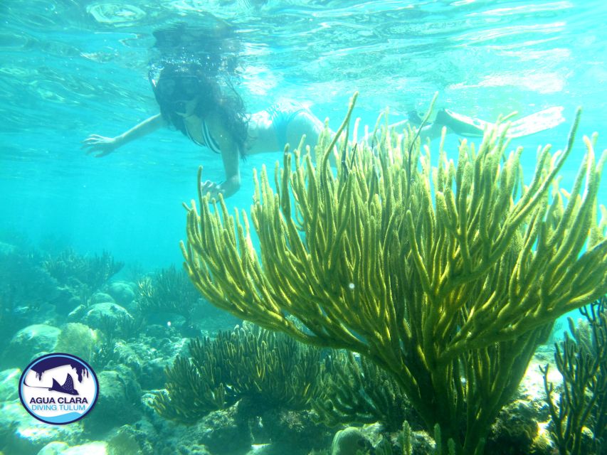 Tulum: Snorkeling Adventure in Cenote and Reef - Snorkeling the Caribbean Reef