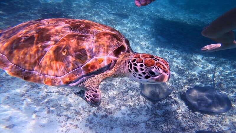Tulum: Snorkeling at Paradise Reef - Key Points