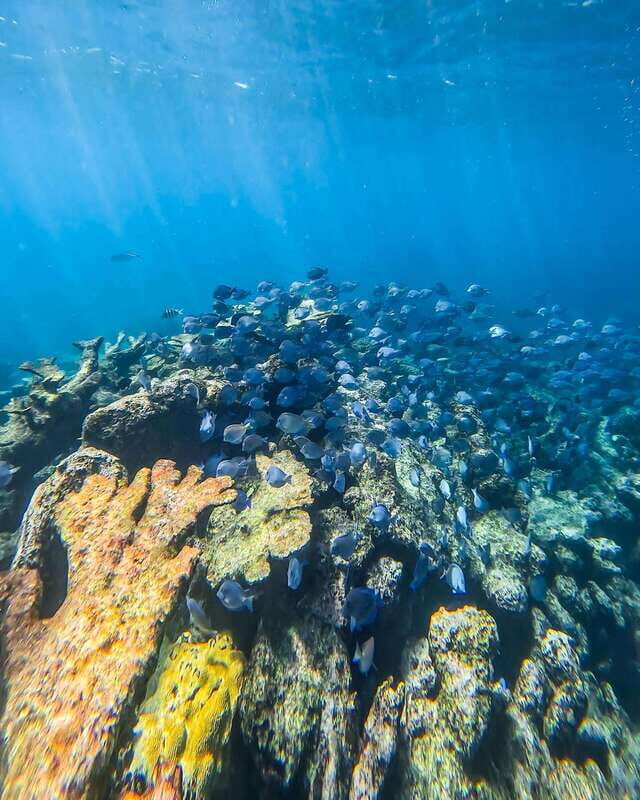 Tulum: Snorkeling at Paradise Reef - Introduction to the Tour