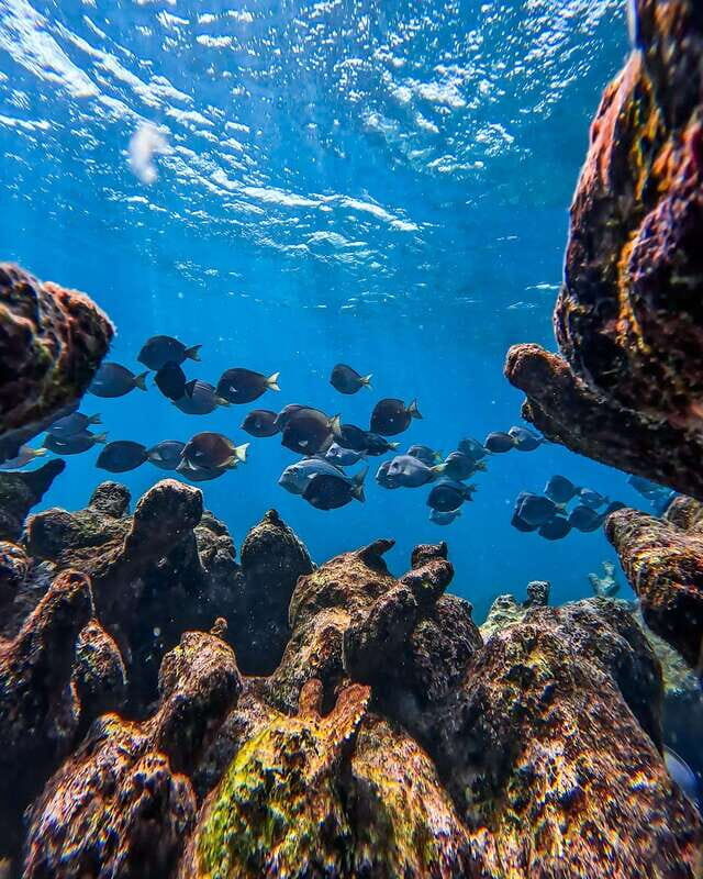 Tulum: Snorkeling at Paradise Reef - Authentic Feedback from Travelers