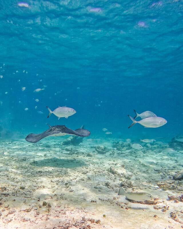 Tulum: Snorkeling at Paradise Reef - The Value Proposition