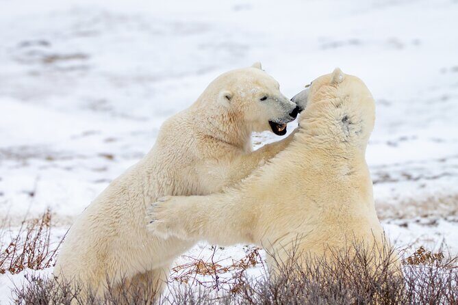 Tundra Buggy Lodge Polar Bears Adventure - The Journey to the Tundra Buggy Lodge