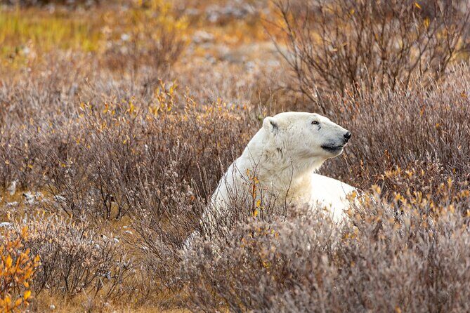 Tundra Buggy Lodge Polar Bears Adventure - Final Thoughts