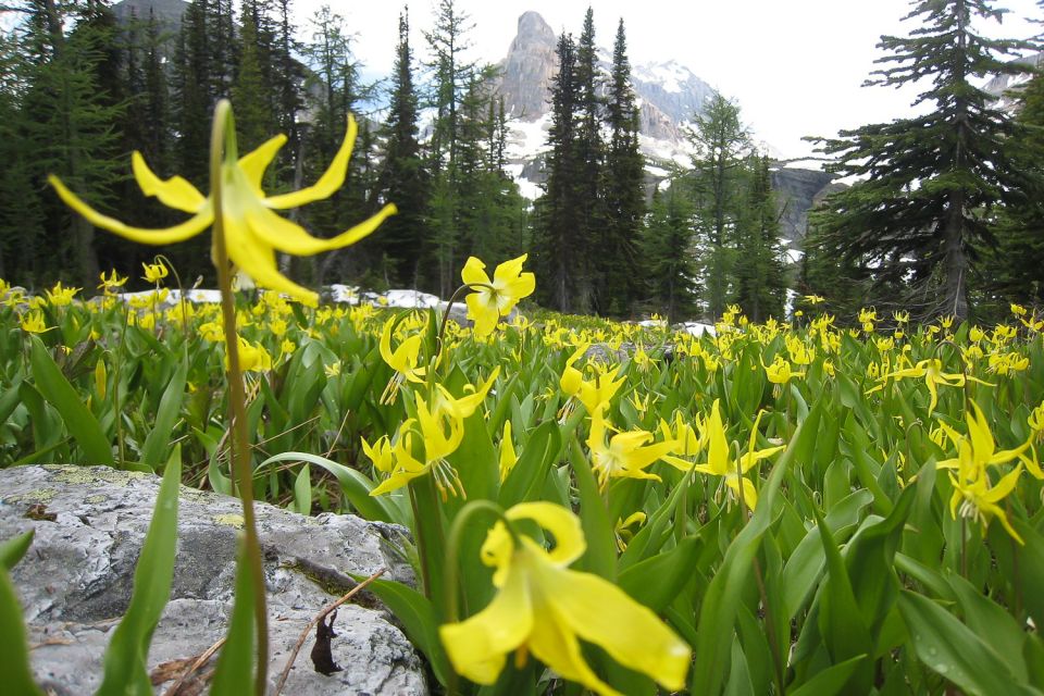 Tunnel Mountain Trail: Nature Tour With Audio Guide - Meeting Point