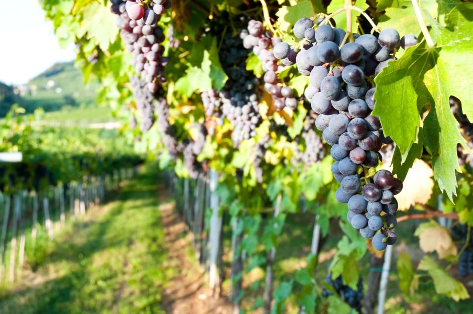Turin: Private Barolo Wine Region Day Trip With Lunch - Itinerary Highlights