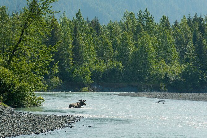 Turnagain Arm Highlights Photo Tour - Authenticity and Real Traveler Experiences