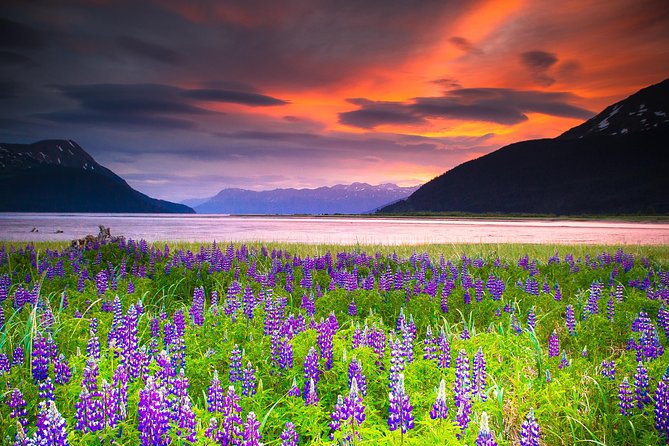 Turnagain Arm Tour - Exploring the Alaska Wildlife Conservation Center