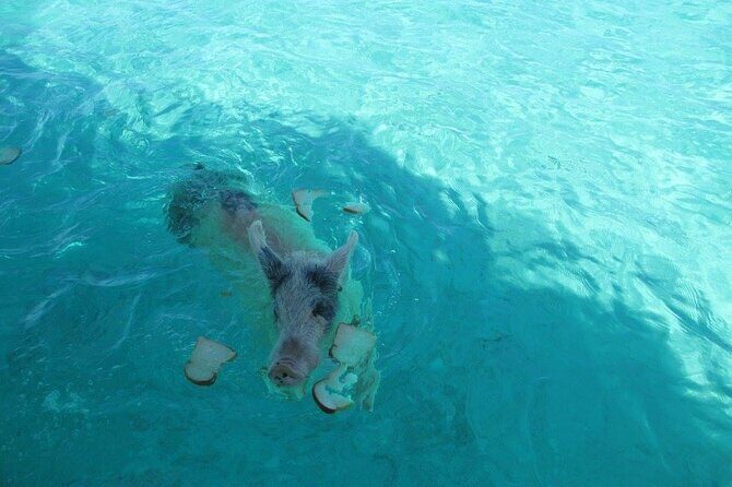 Turquoise Experience -Exuma Cays -Southern Exuma Private Charter - FAQs