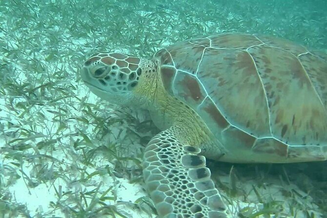 Turtle Adventure Express - An In-depth Look at the Turtle Adventure Express