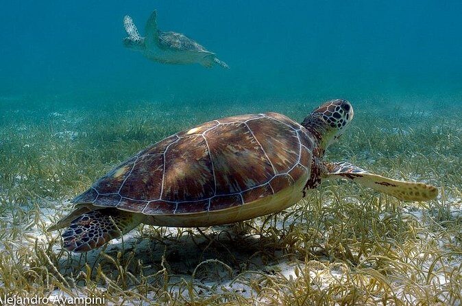 Turtle Adventure Express - The Sum Up