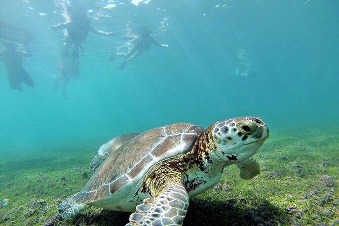 Turtle Akumal Adventure! + Tulum Ruins From Cancun & Playa Del Carmen - An In-Depth Look at the Turtle Akumal Adventure Tour
