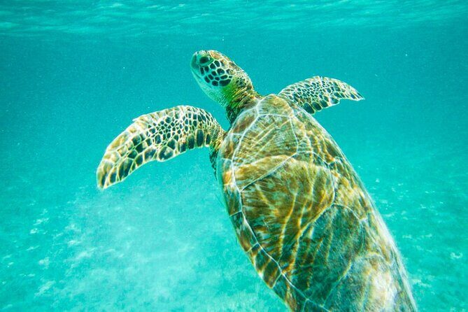 Turtle Akumal Adventure! + Tulum Ruins From Cancun & Playa Del Carmen - The Sum Up: Is It Worth It?