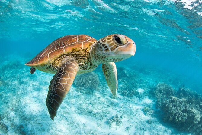 Turtle and Reef Sanctuary Snorkeling - Practical Details and Tips for Travelers