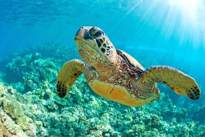 Turtle and Reef Sanctuary Snorkeling - Final Thoughts: Is This Tour Worth It?