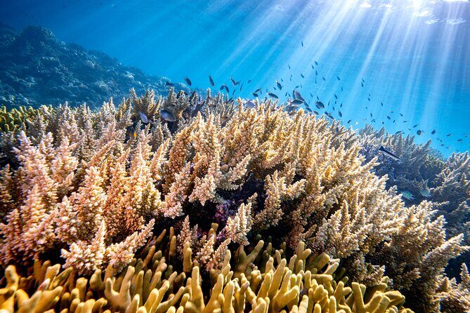 Turtle and Reef Sanctuary Snorkeling - FAQs