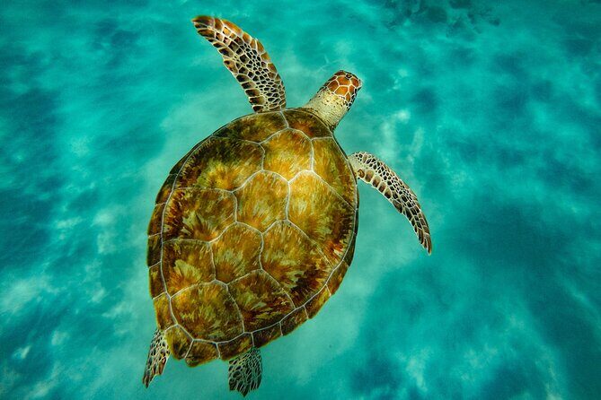 Turtle and Shipwreck adventure on 57 ft catamaran - The Experience in Detail