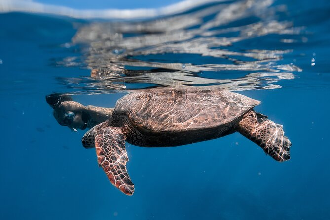 Turtle Canyon Snorkel (Semi Private Boat Tours) - Meeting and Pickup Instructions