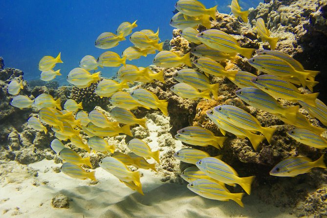 Turtle Canyons Snorkel Excursion From Waikiki, Hawaii - What To Expect