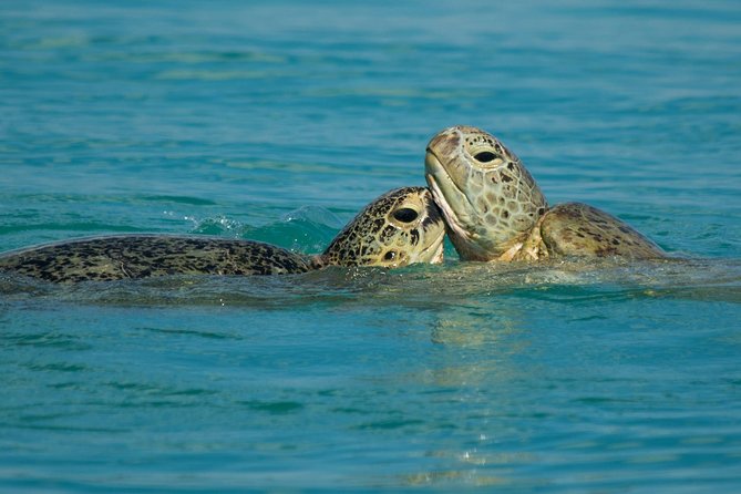 Turtle Discovery & Great Sandy Marine Park Adventure - Accessibility Features