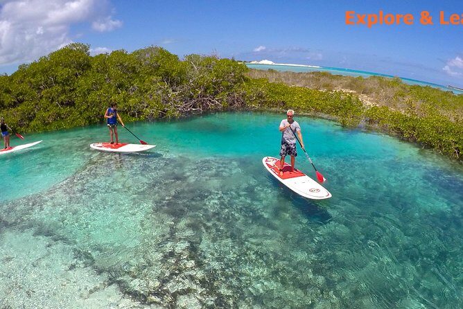 Turtle Eco Tour on Stand-Up Paddleboards or Kayaks into the National Marine Park - Exploring Providenciales’ Marine Ecosystem: The Details