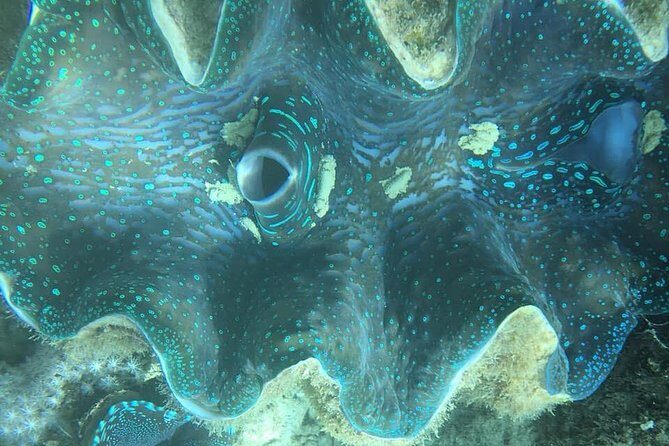 Turtle Encounter with Yumi Tours - FAQ