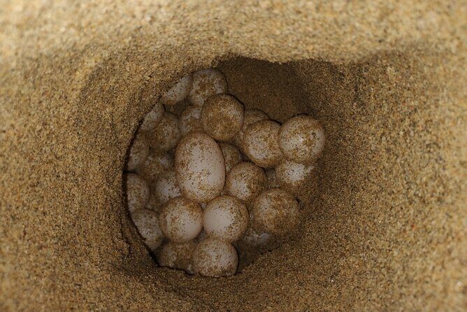 Turtle Night Patrol a Conservation Adventure in Los Cabos - An In-Depth Look at the Turtle Night Patrol Experience