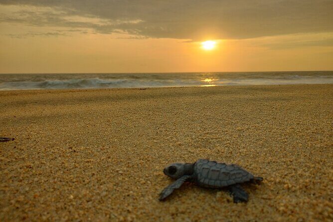 Turtle Night Patrol a Conservation Adventure in Los Cabos - The Sum Up: Who Will Love This Tour?