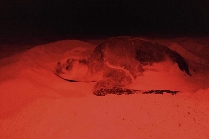 Turtle Night Patrol a Conservation Adventure in Los Cabos - FAQ